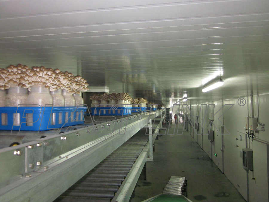 Mushroom production line application